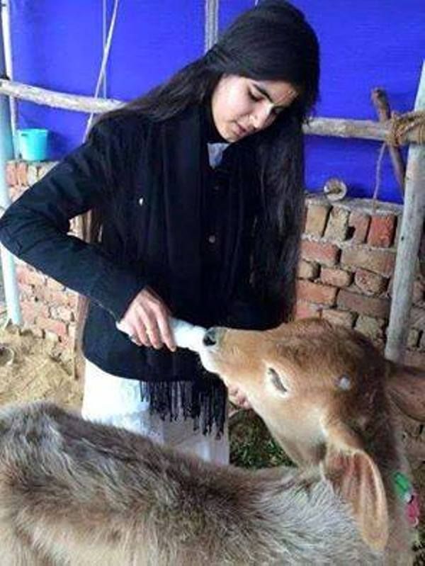 Nidhi Saraswat cuddling a calf