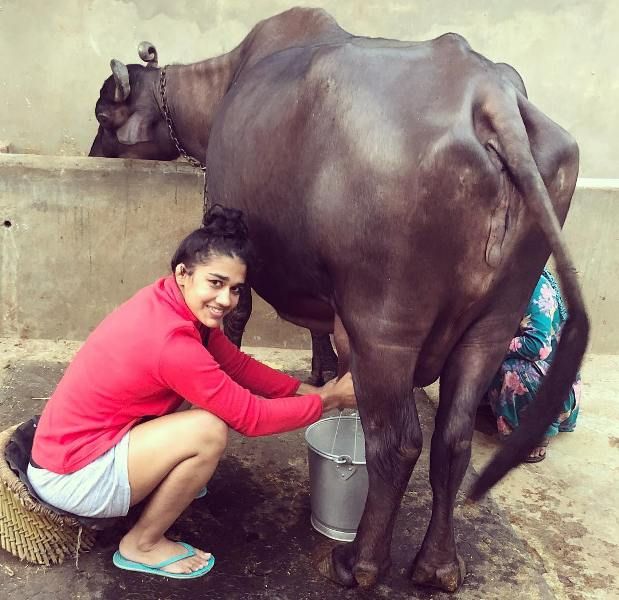Babita Kumari Phogat releasing buffalo milk.